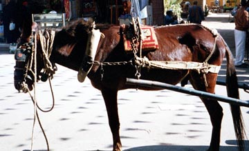 emaciated carnache (carriage) horse